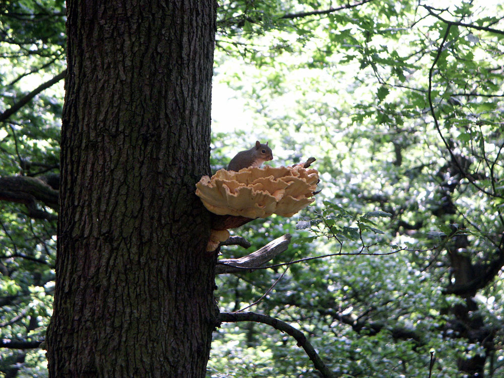hairy-stereum-fungi-with-sqirrel–taken-by-keith-scott_51644022881_o