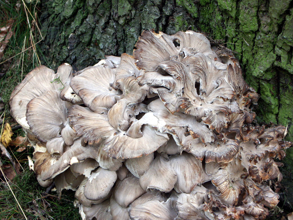 horn-of-plenty–taken-by-keith-scott_51644873785_o