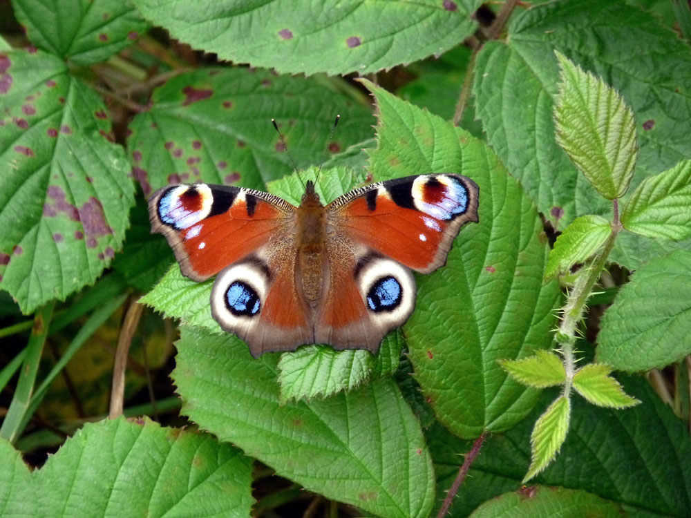 hpeacock-taken-by-keith-scott_51643984893_o