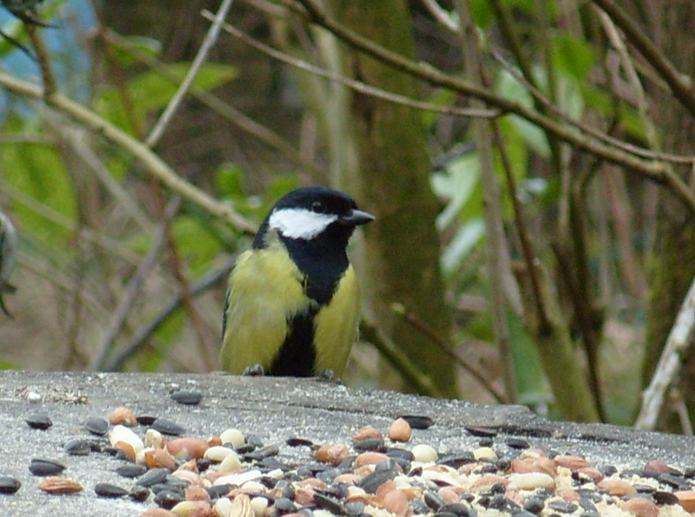 i-great-tit-in-wildsides-taken-by-chris-pearson_10908422966_o