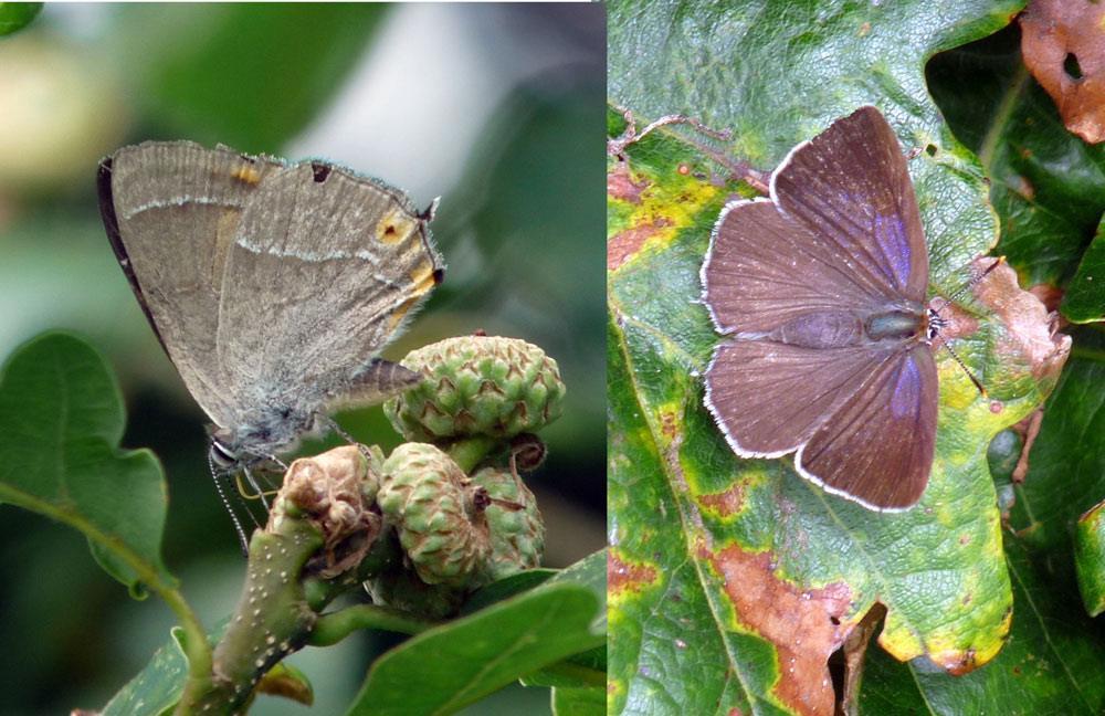 i-purple-hairstreak-taken-by-keith-scott_51644620115_o