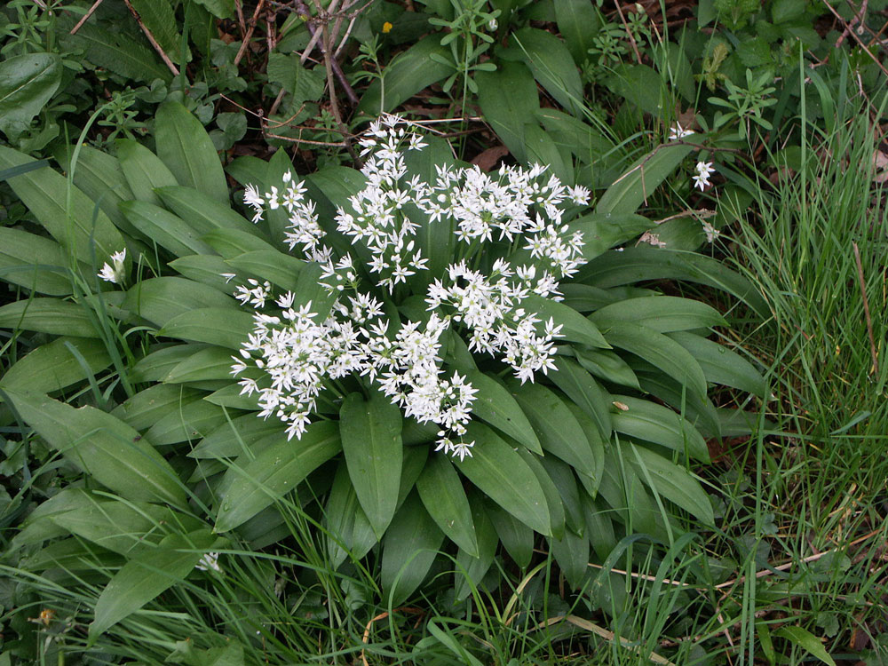i-ramsons–taken-by-keith-scott_51644293303_o