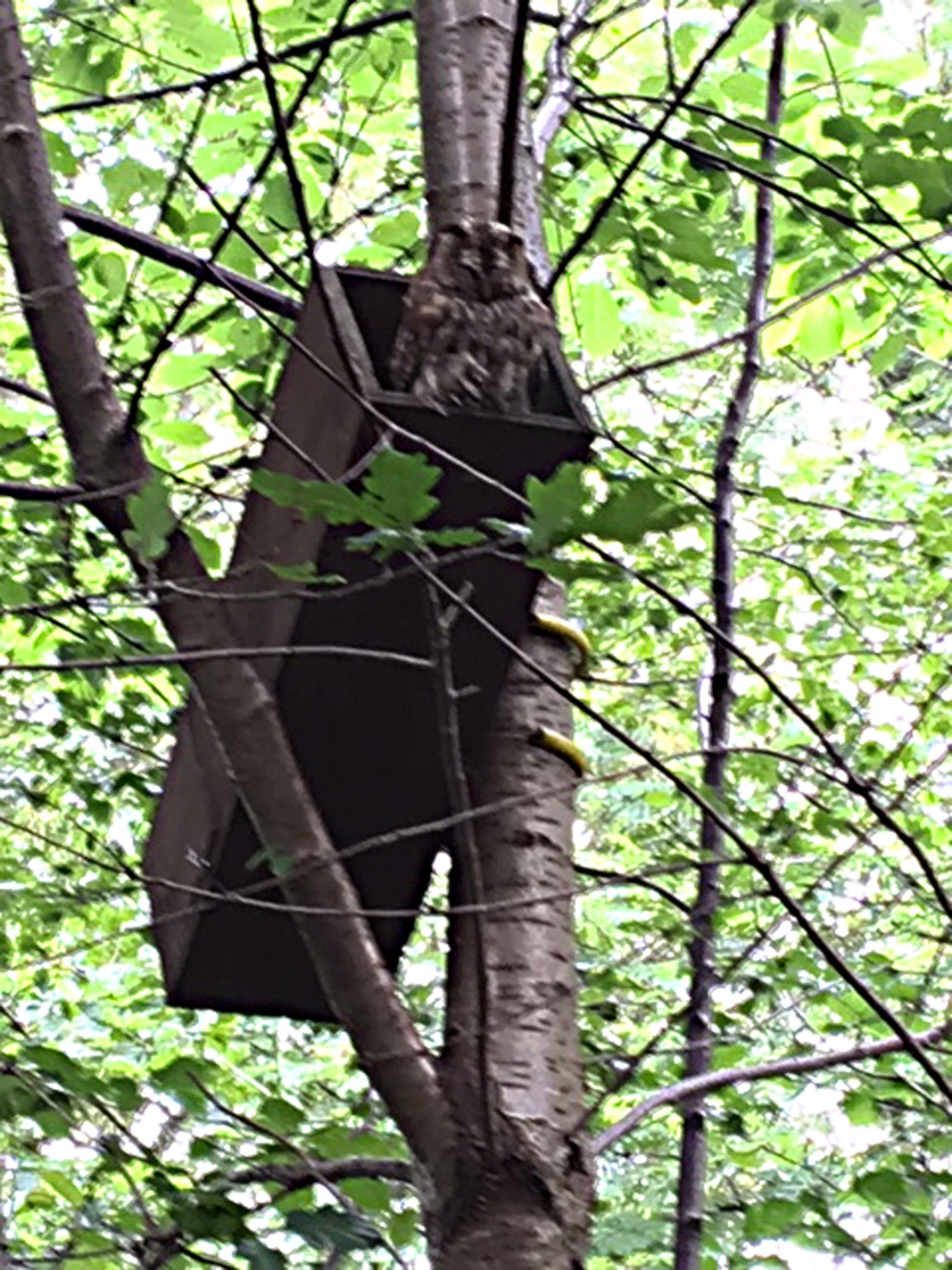 img_0030jpg-owl-old-spring-wood_48140448532_o