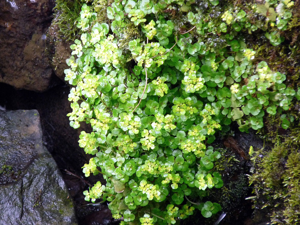 j-opposite-leaved-golden-saxifrage–taken-by-keith-scott_51644293238_o