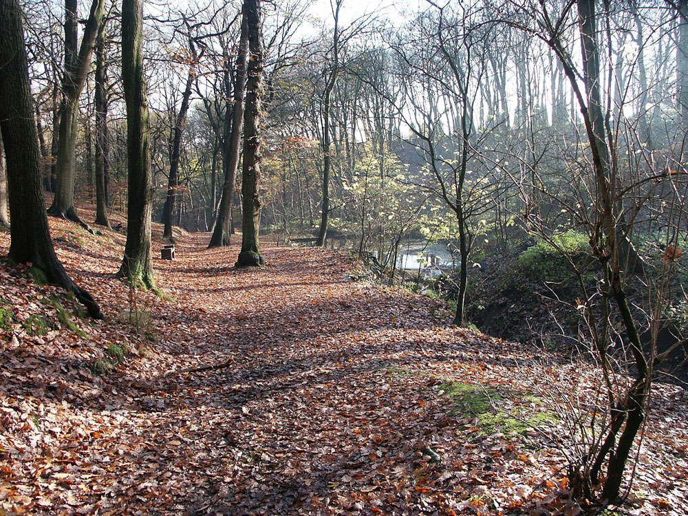 j-path-above-the-pond–taken-by-keith-scott_51640596034_o