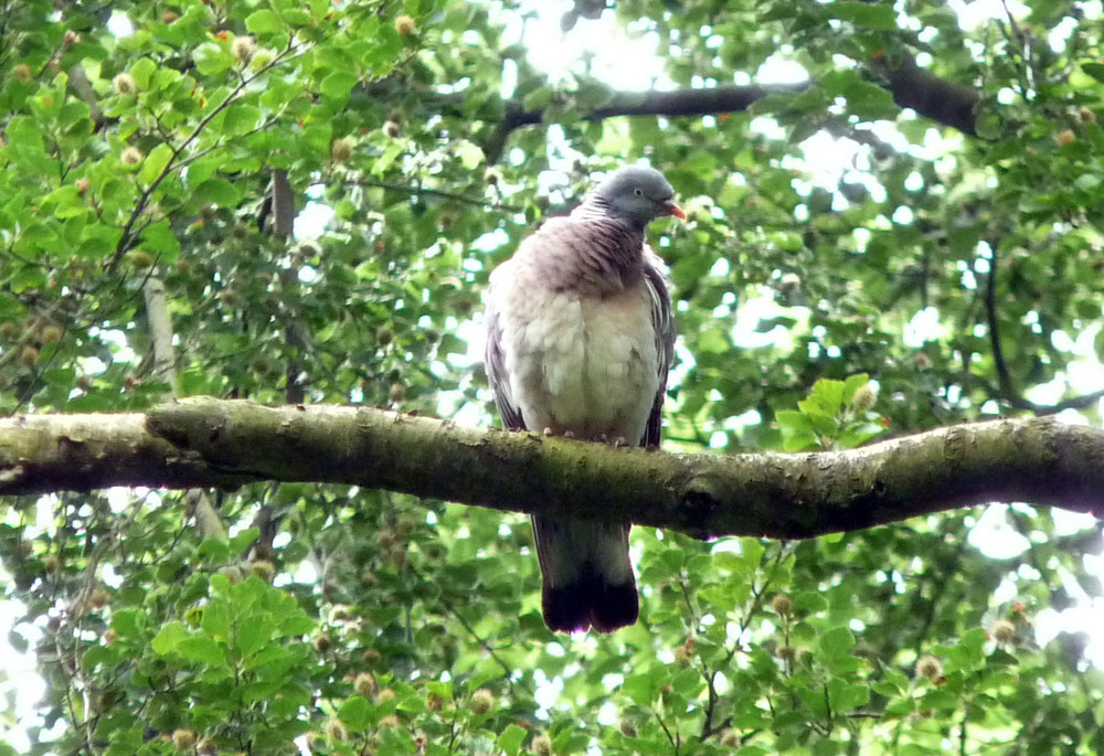 j-wood-pigeon-taken-by-keith-scott_51643950328_o