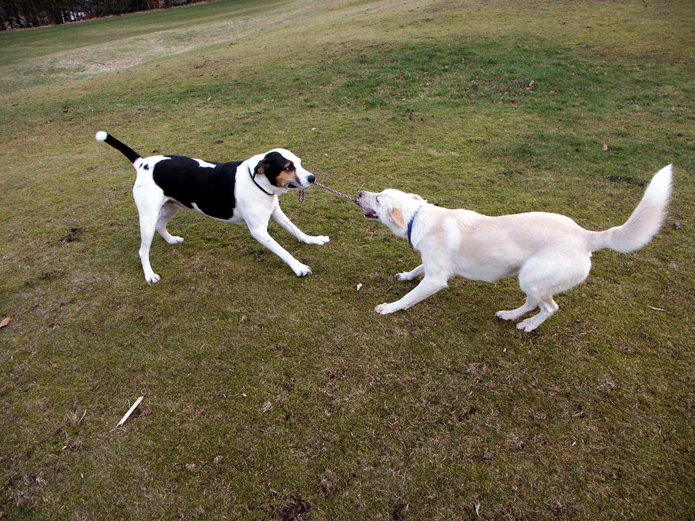 k-and-watch-the-dogs-play–taken-by-keith-scott_9241313108_o