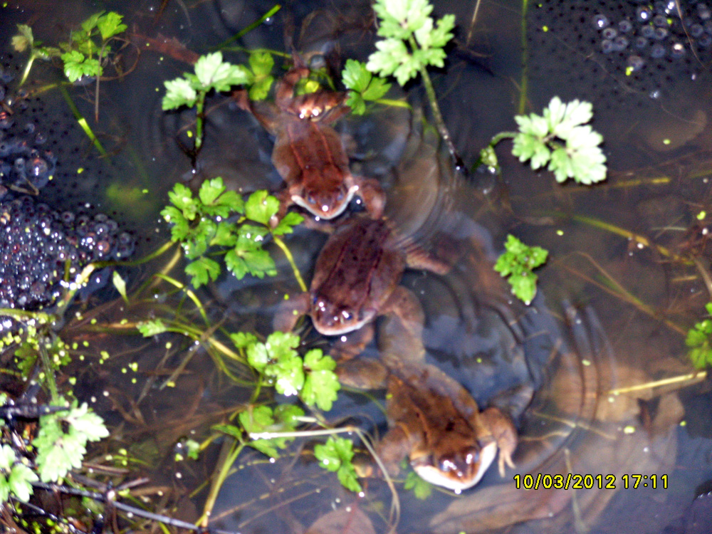 k-frogs-in-wildsides-taken-by-chris-pearson_10908410295_o