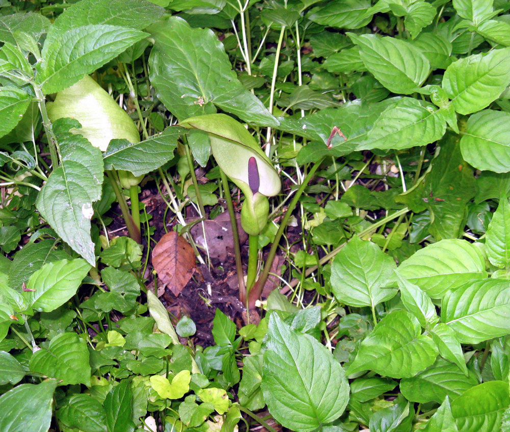 l-lords-and-ladies-arum-maculatum–taken-by-keith-scott_51644927150_o