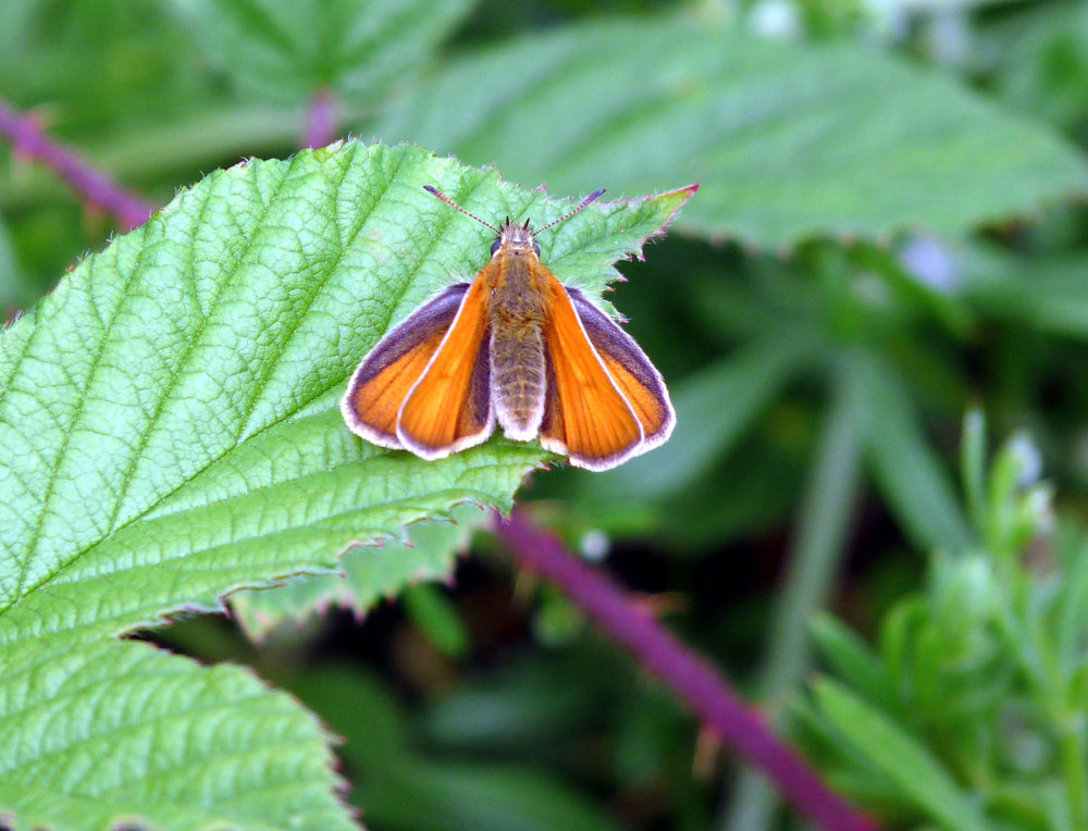 l-small-skipper-taken-by-keith-scott_51642938637_o