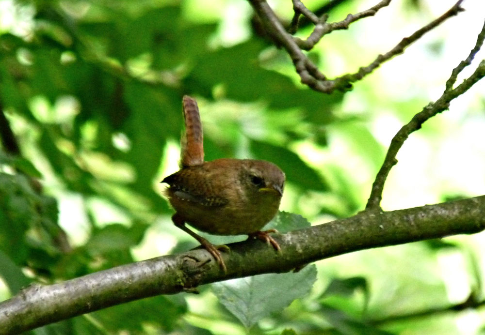 l-wren-taken-by-keith-scott_51643949943_o