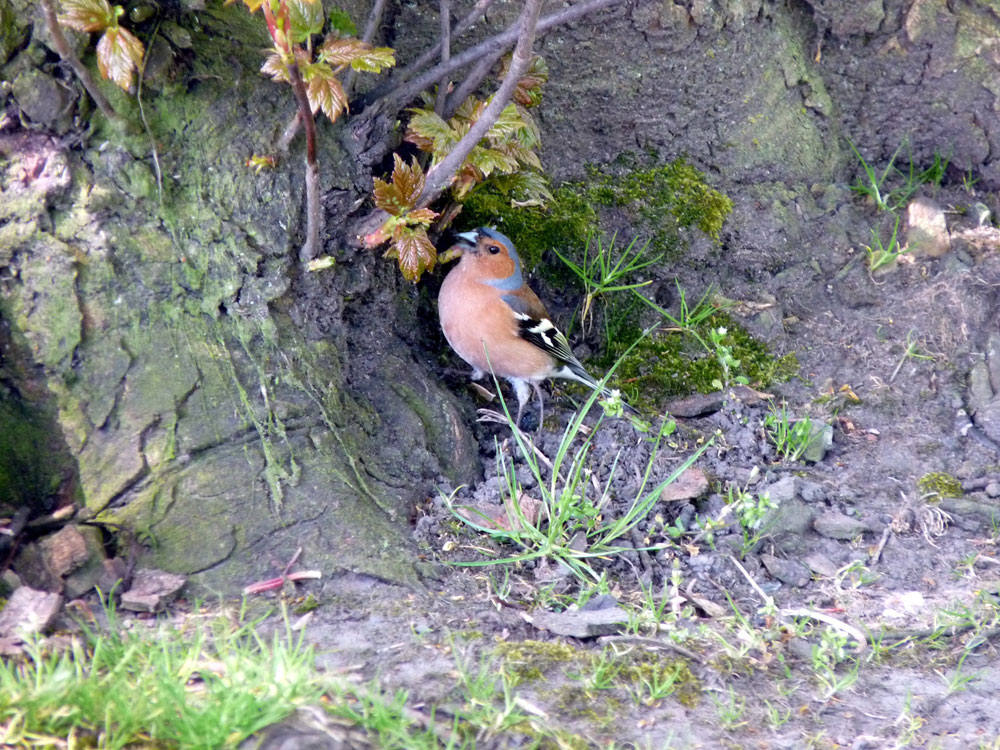 m-chaffinch-taken-by-keith-scott_51644585370_o