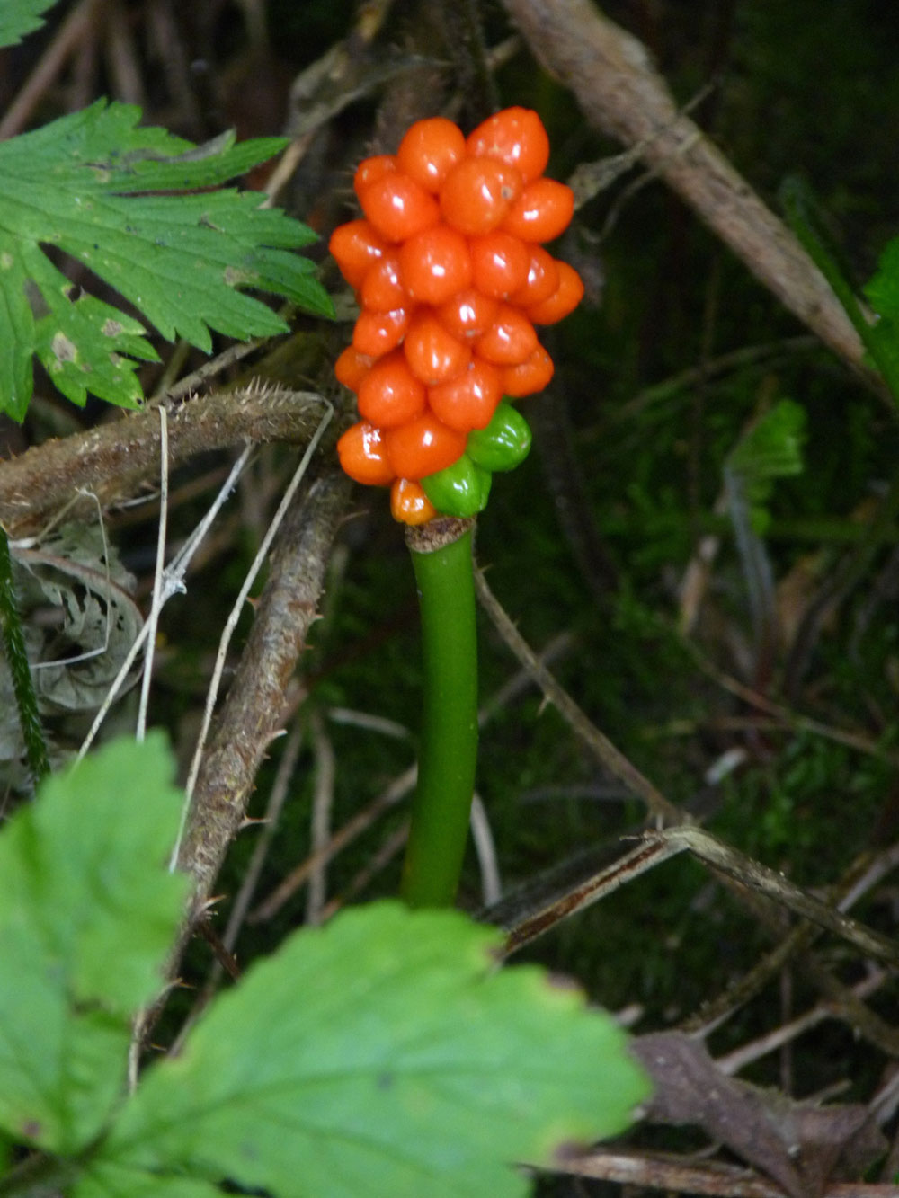 m-fruit-of-arum-maculatum–taken-by-keith-scott_51644075916_o