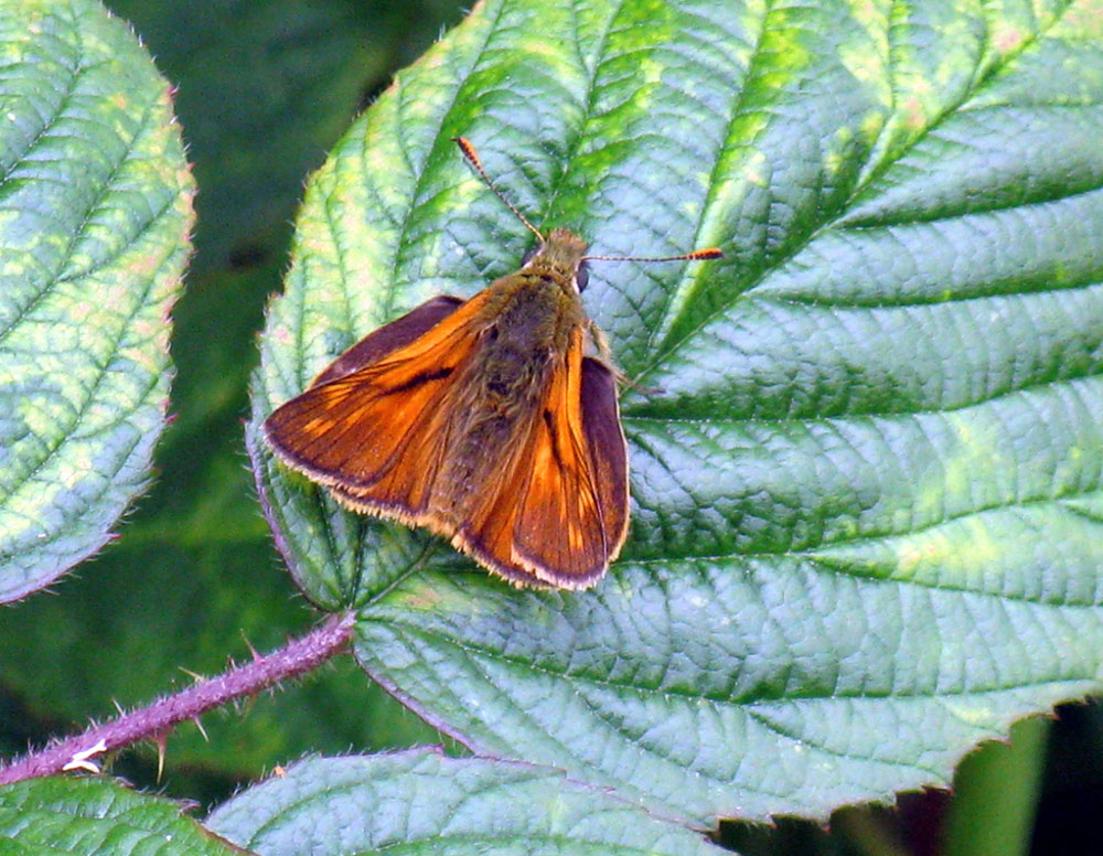 m-large-skipper-taken-by-keith-scott_51643984668_o