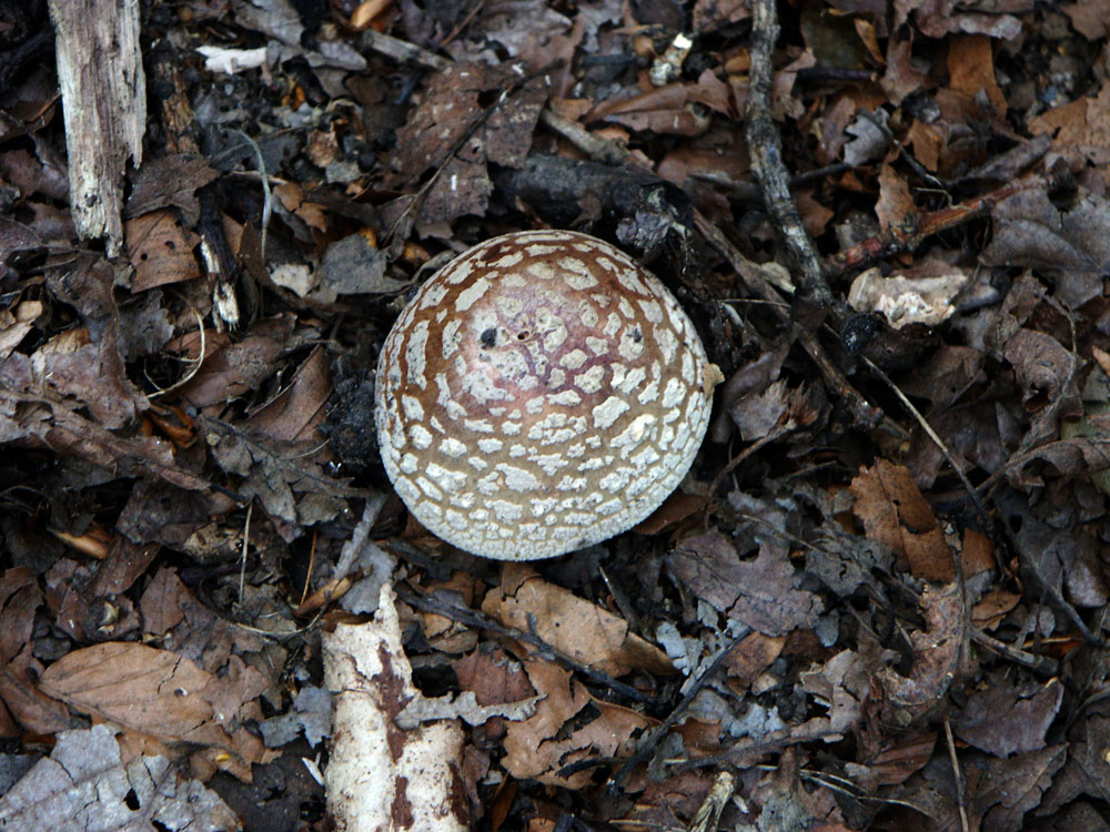 magpie-ink-cap_51644881940_o