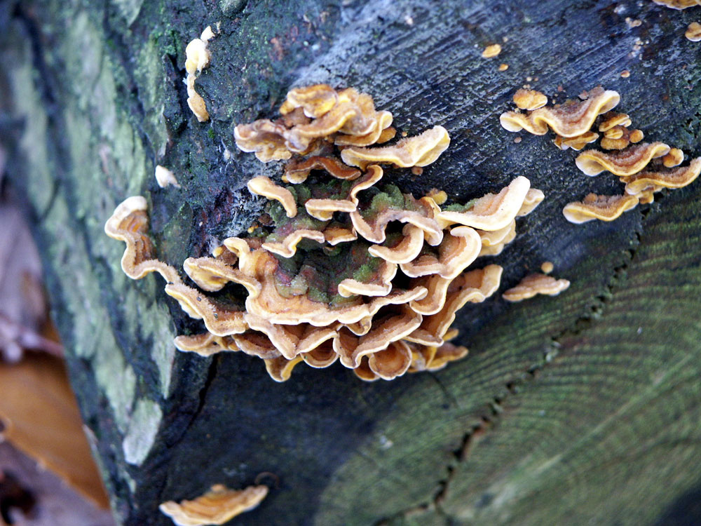 many-zoned-polypore–taken-by-keith-scott_51644247663_o