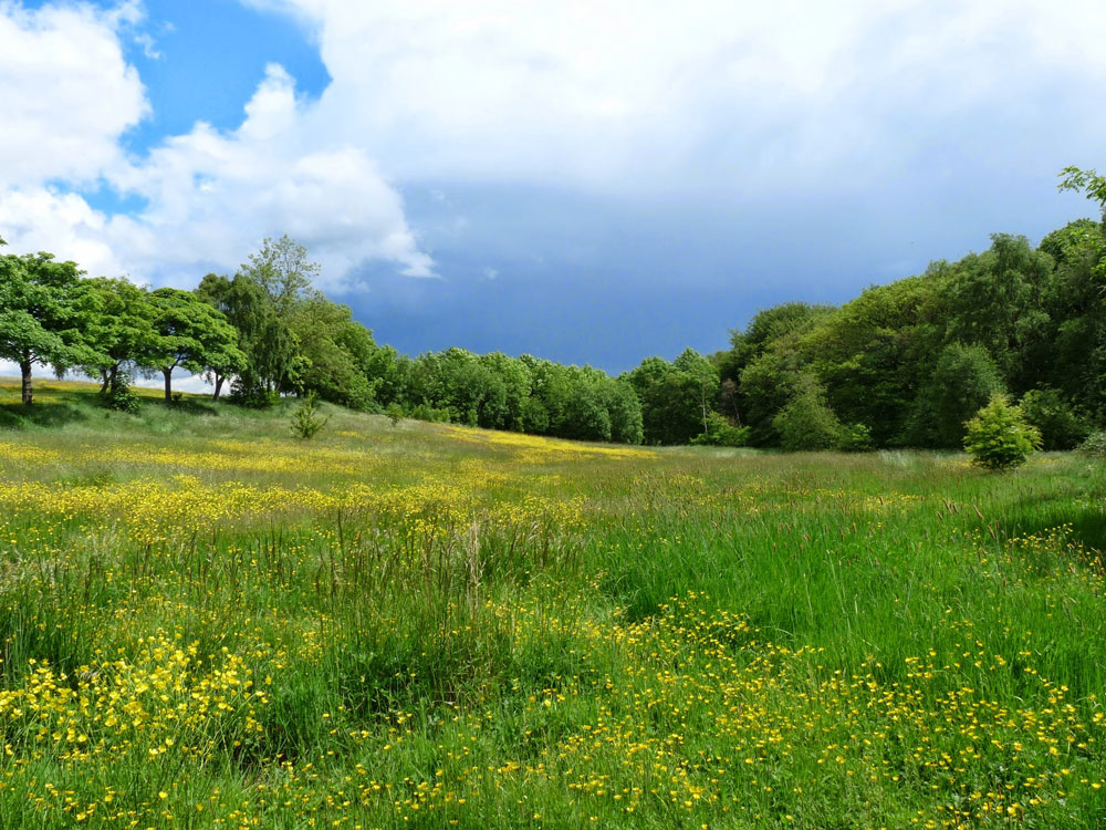 meadow-adjacent-to-wood-taken-by-keith-scott_51643221367_o