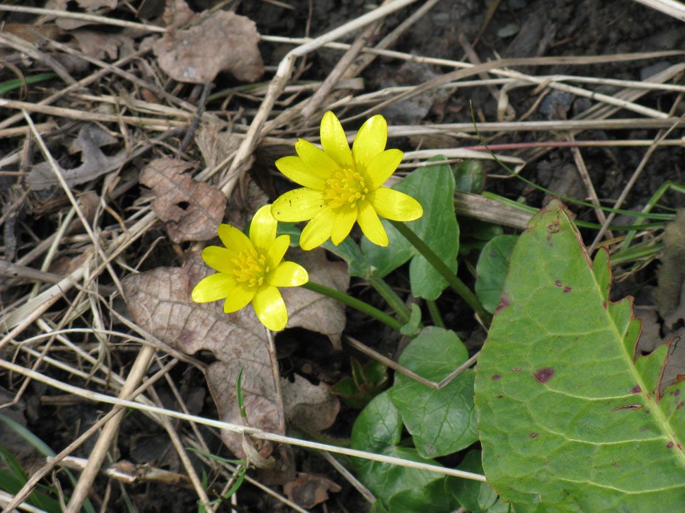 n-lesser-celandine–taken-by-keith-scott_51643247607_o