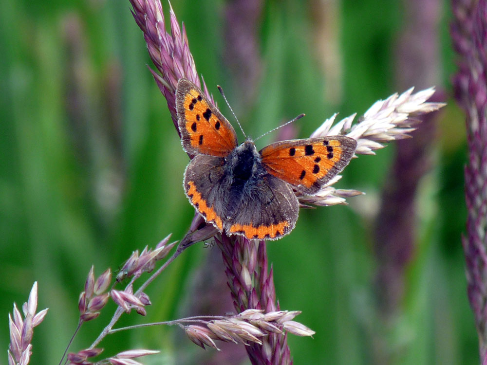 n-small-copper-taken-by-keith-scott_51644619875_o