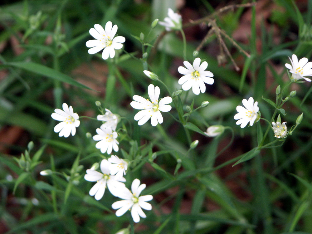 o-great-stitchwort–taken-by-keith-scott_51643247442_o