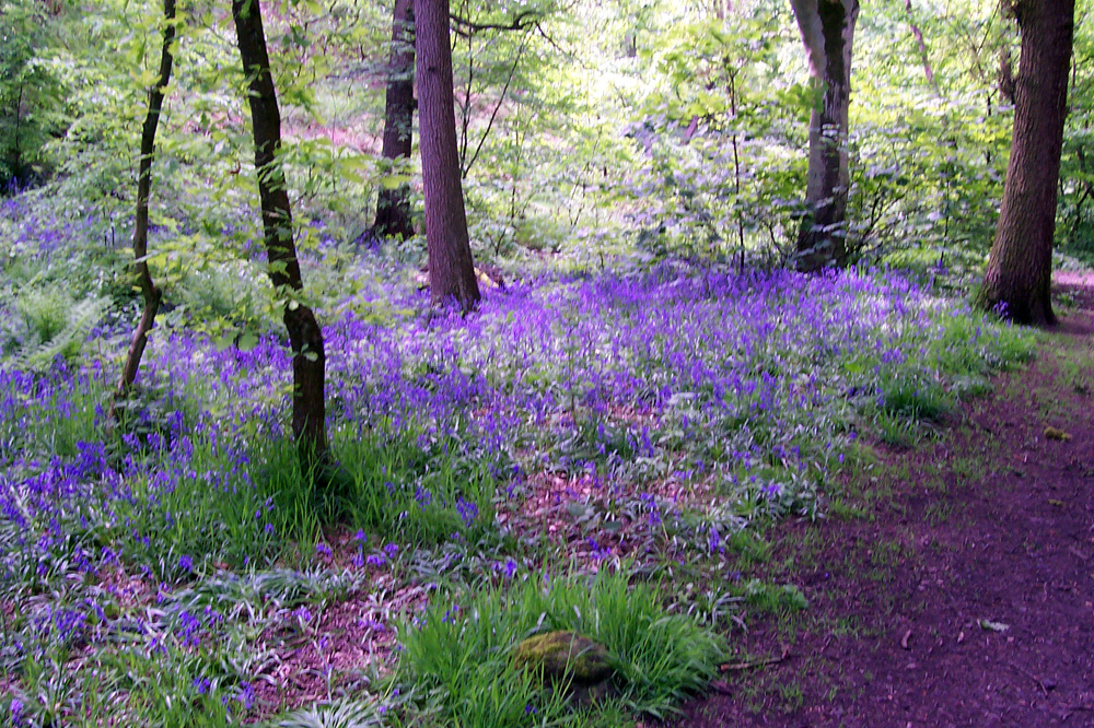 o-northcliffe-wood-taken-by-jenny-burnell_10908601313_o