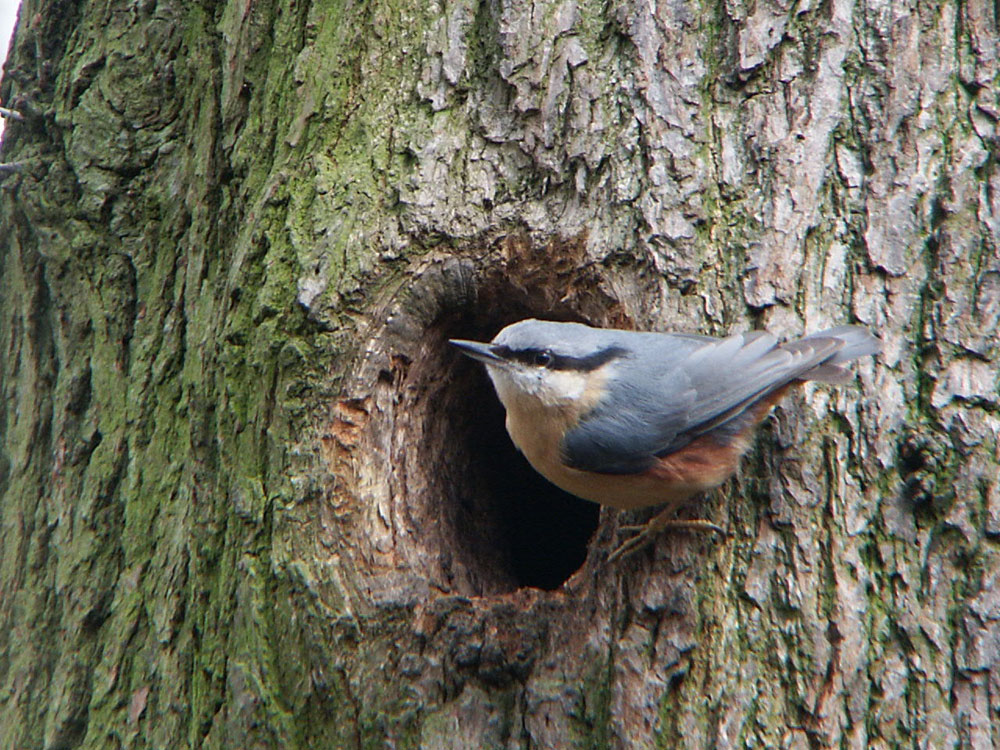 o-nuthatch-taken-by-keith-scott_51642904017_o