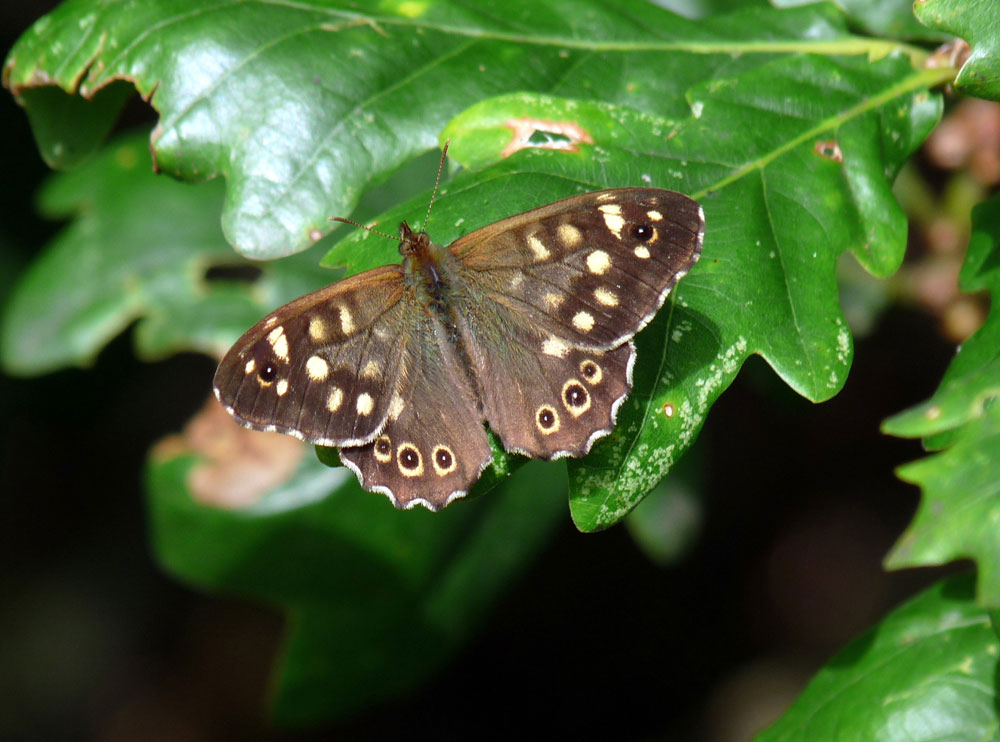 o-speckled-wood-taken-by-keith-scott_51643984603_o