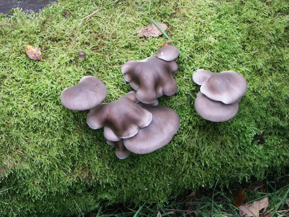 oyster-mushrooms–taken-by-keith-scott_51643202732_o