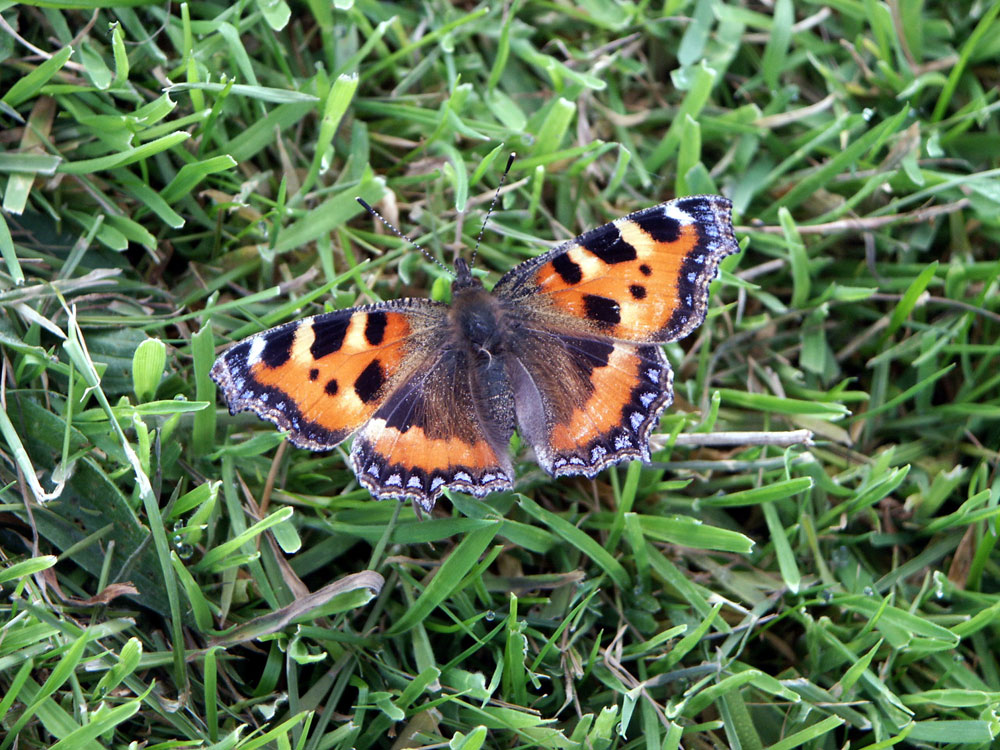 p-small-tortoiseshell-taken-by-keith-scott_51643984573_o