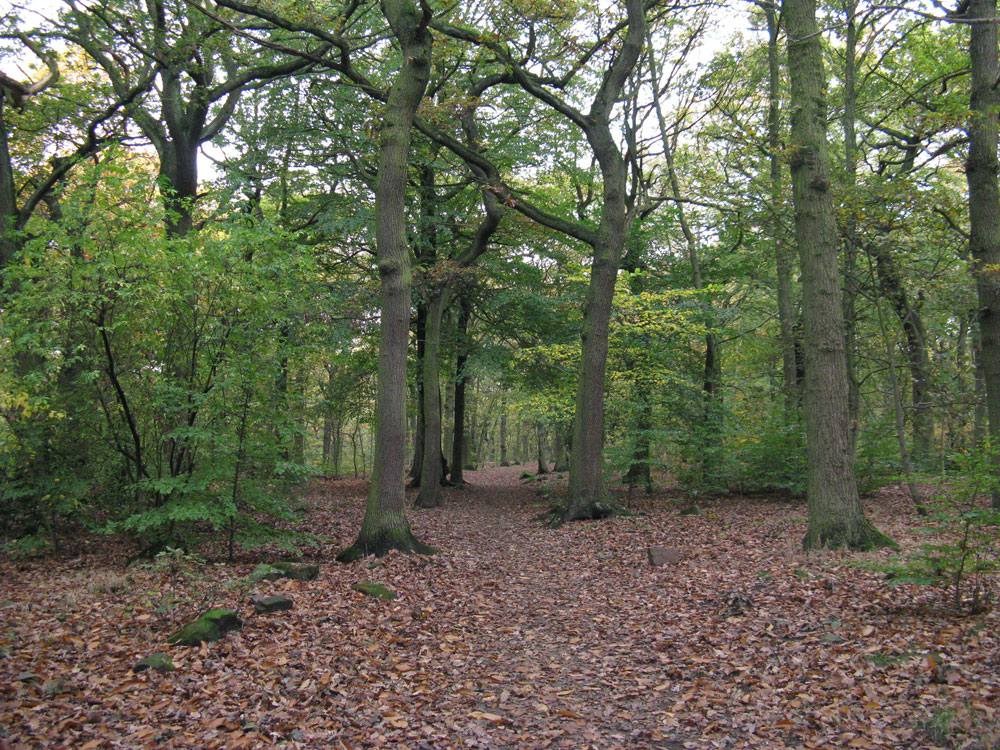 p-top-path-on-route-to-the-allotments–taken-by-keith-scott_51640595639_o