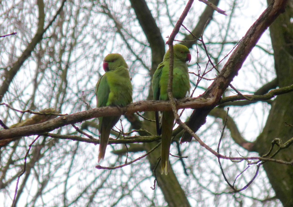 parakeets-in-northcliffe-wood-shipley-taken-by-keith-scott_16769468573_o