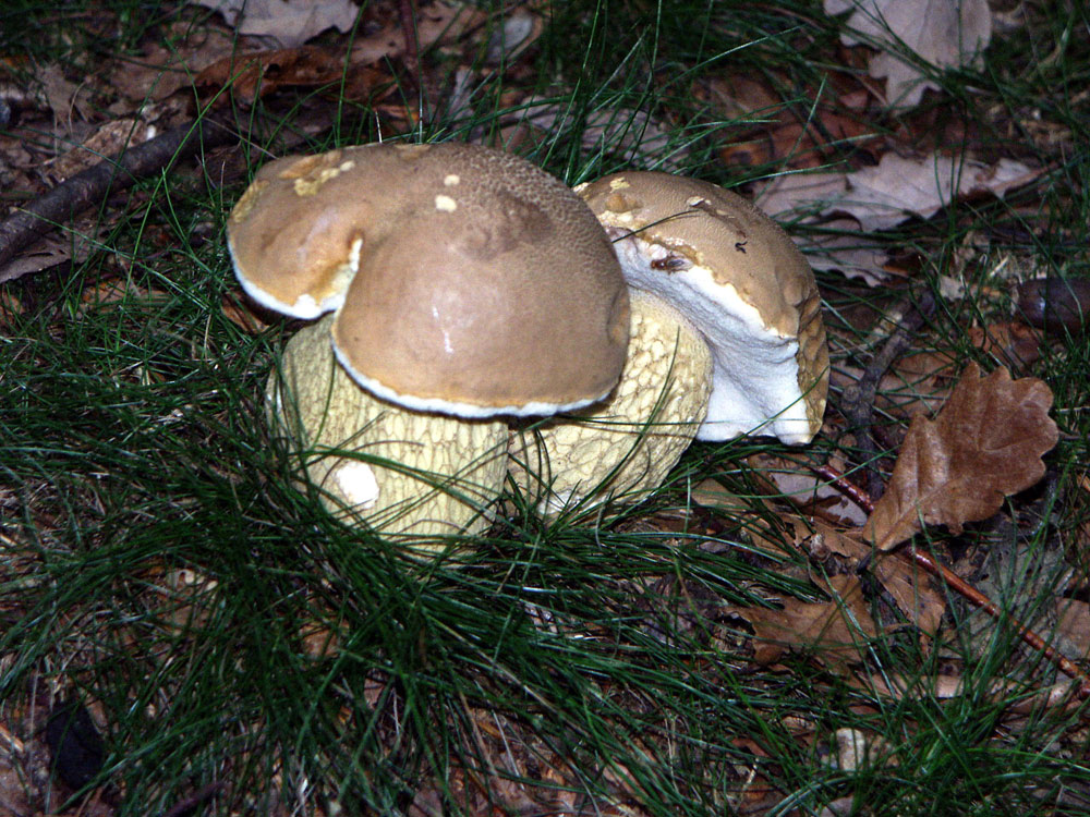 penny-bun-boletus-edulis–taken-by-keith-scott_51644882205_o