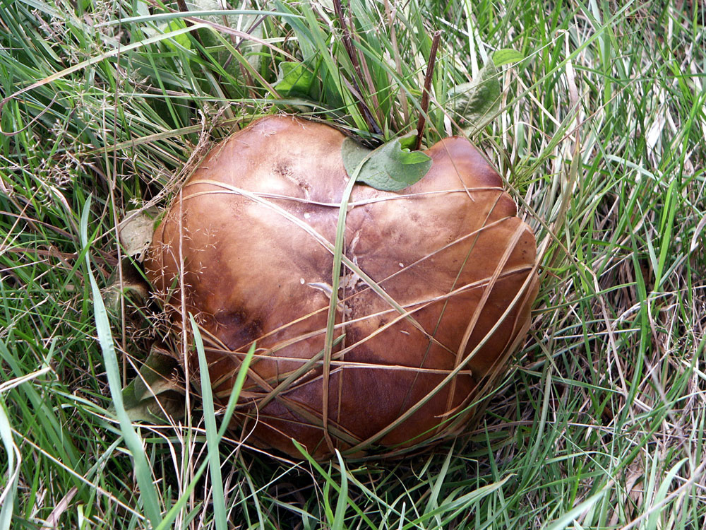 peppery-bolete–taken-by-keith-scott_51643202287_o