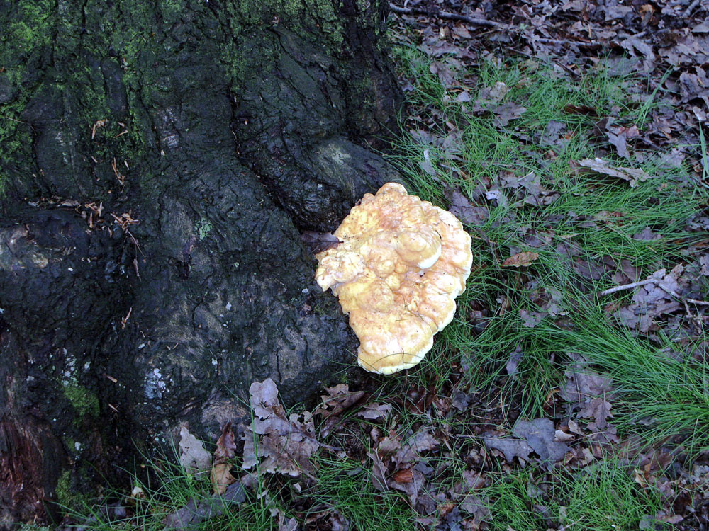 phellinus-ignarius-fungus–taken-by-keith-scott_51644681579_o