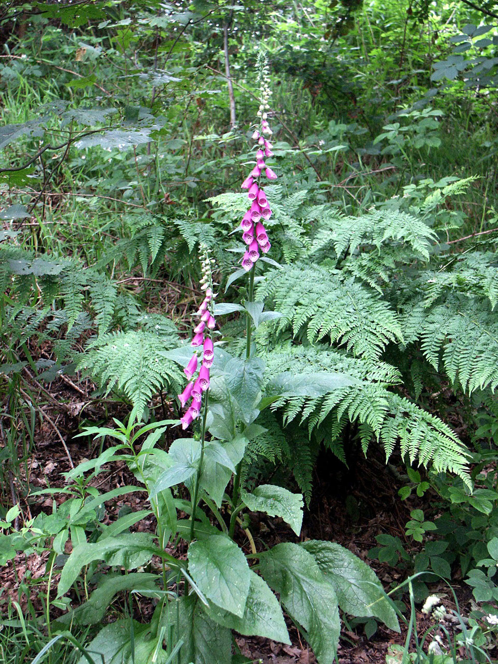q-foxgloves–taken-by-keith-scott_51643247422_o