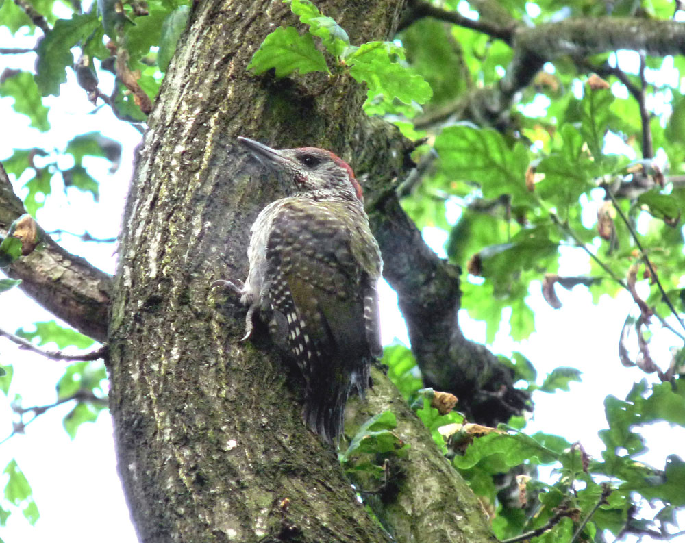 q-green-woodpecker-taken-by-keith-scott_51644384579_o
