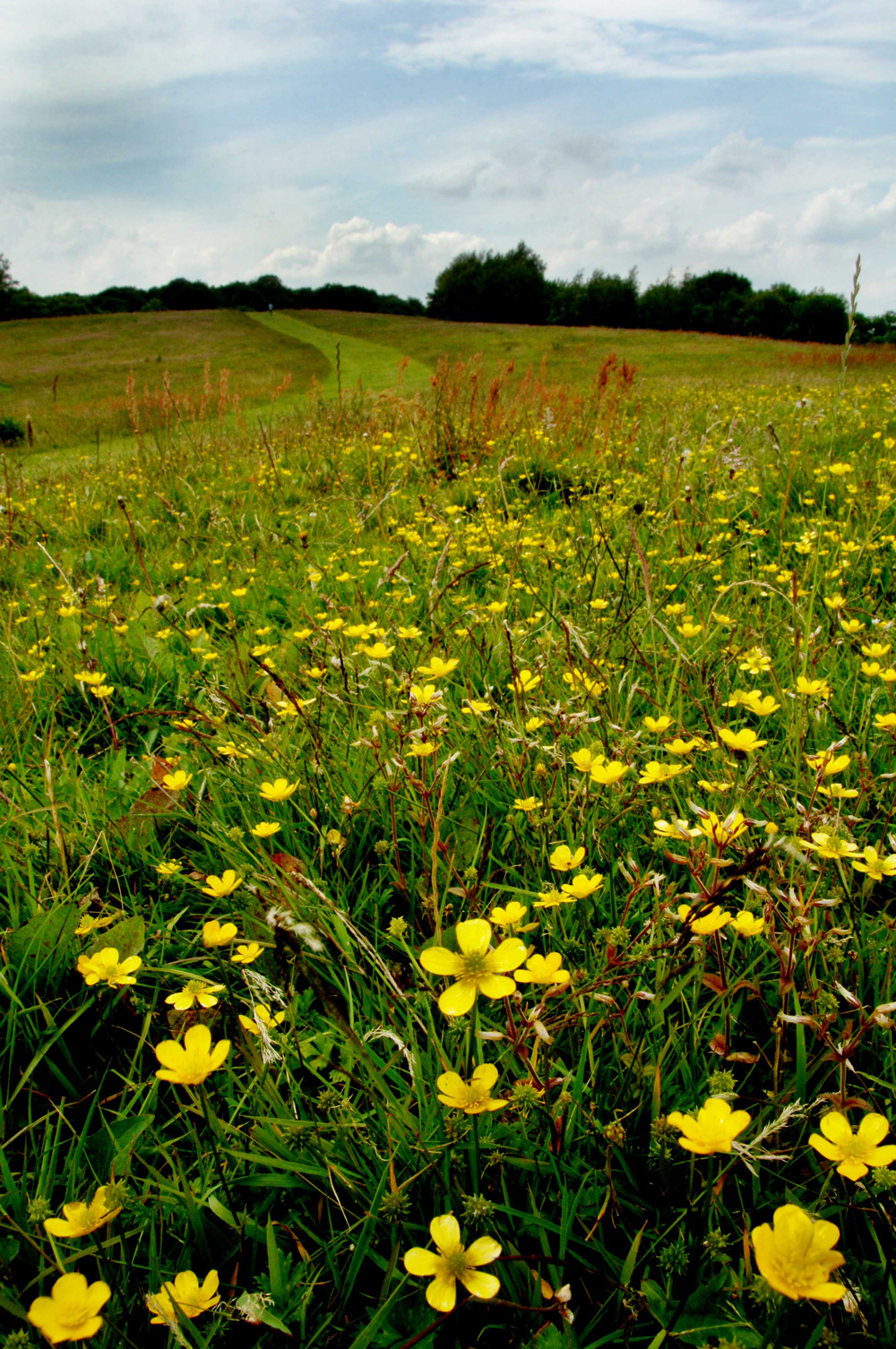 r-buttercups-by-melanie-bruzzese_10908585943_o