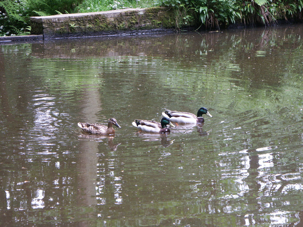 r-mallard-ducks-taken-by-keith-scott_51642903922_o