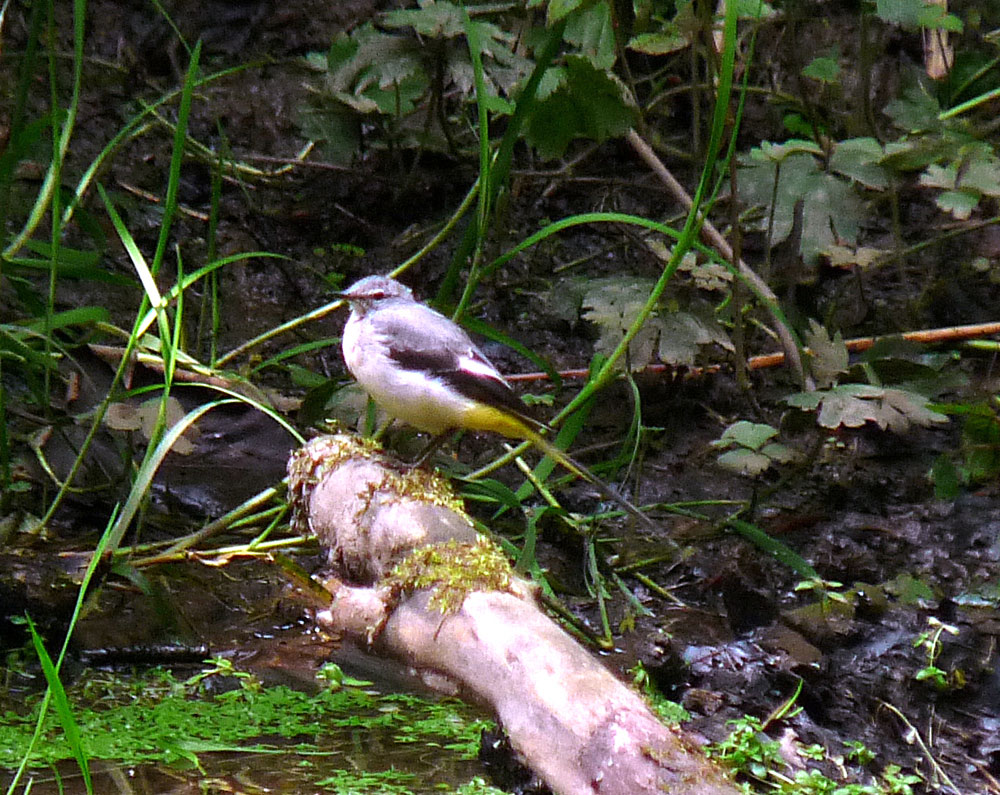 s-grey-wagtail-taken-by-keith-scott_51642903882_o