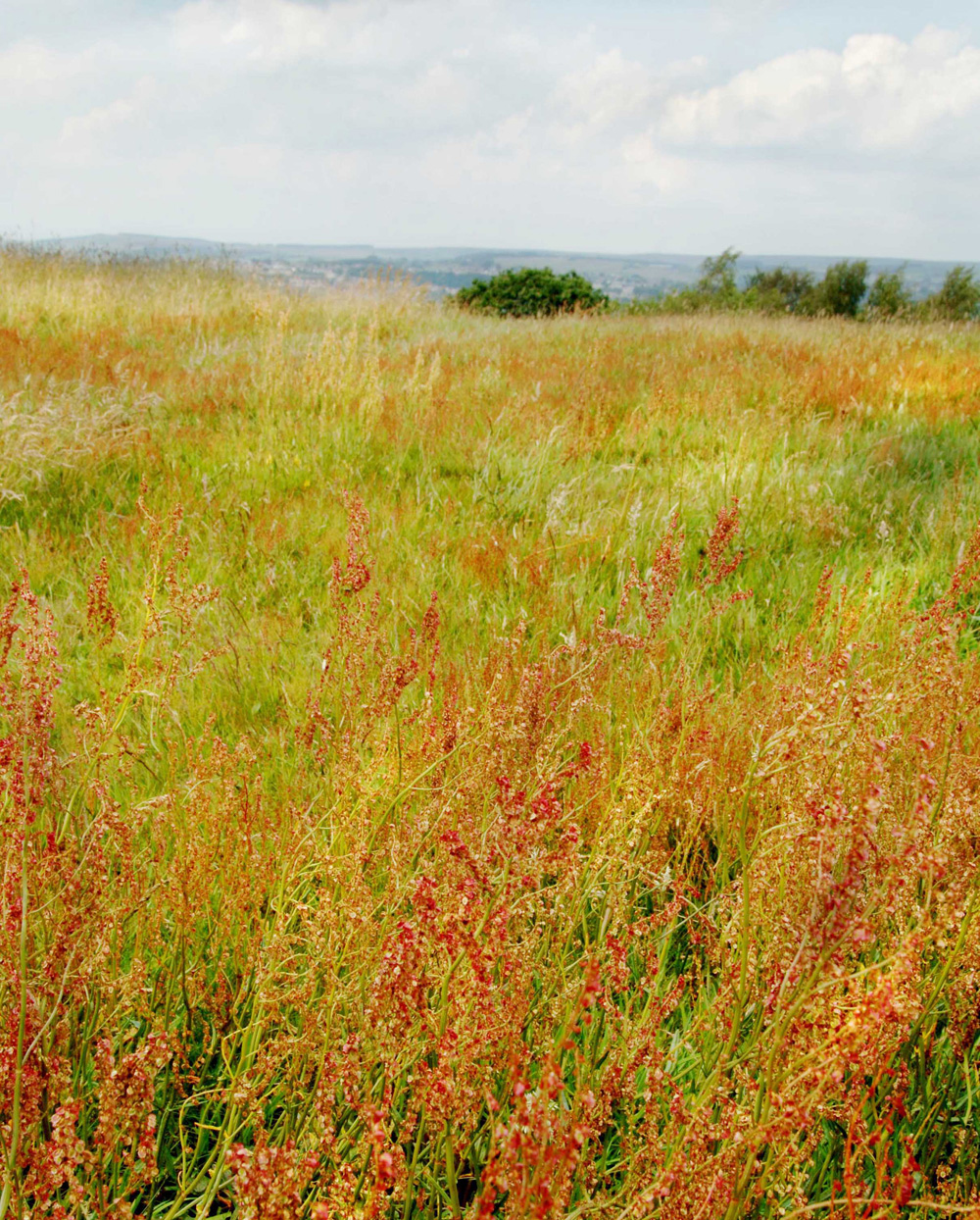 s-northcliffe-meadow-by-melanie-bruzzese_10908326096_o