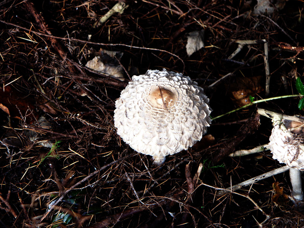 shaggy-parasol–taken-by-keith-scott_51644246903_o