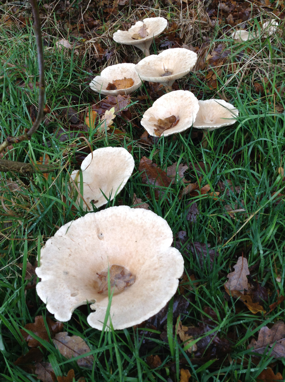 snowy-waxcap–fungi-taken-by-john-bromley_50771573431_o
