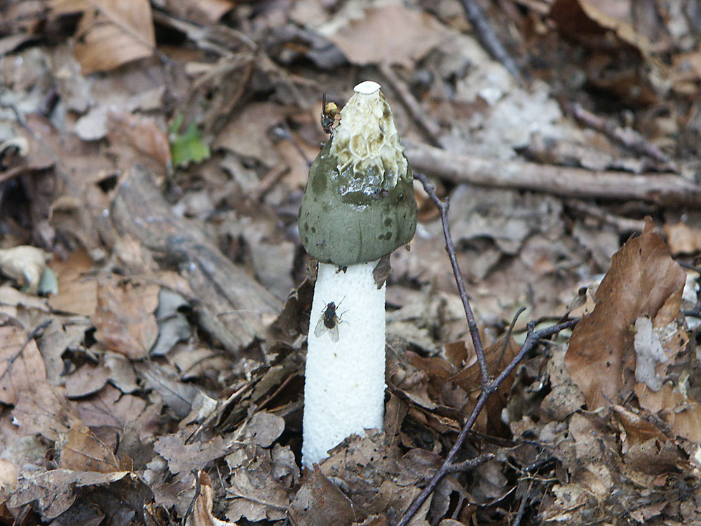stinkhorn–taken-by-keith-scott_51643202087_o