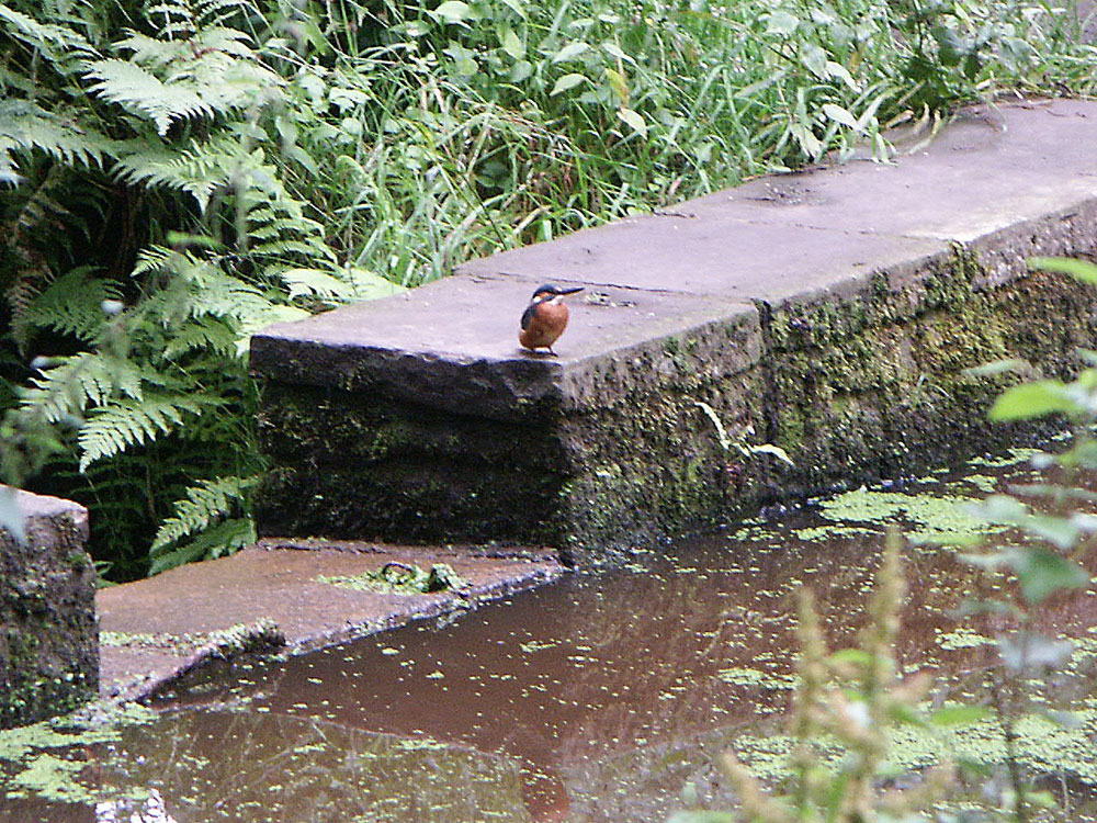 t-kingfisher-taken-by-keith-scott_51644384439_o