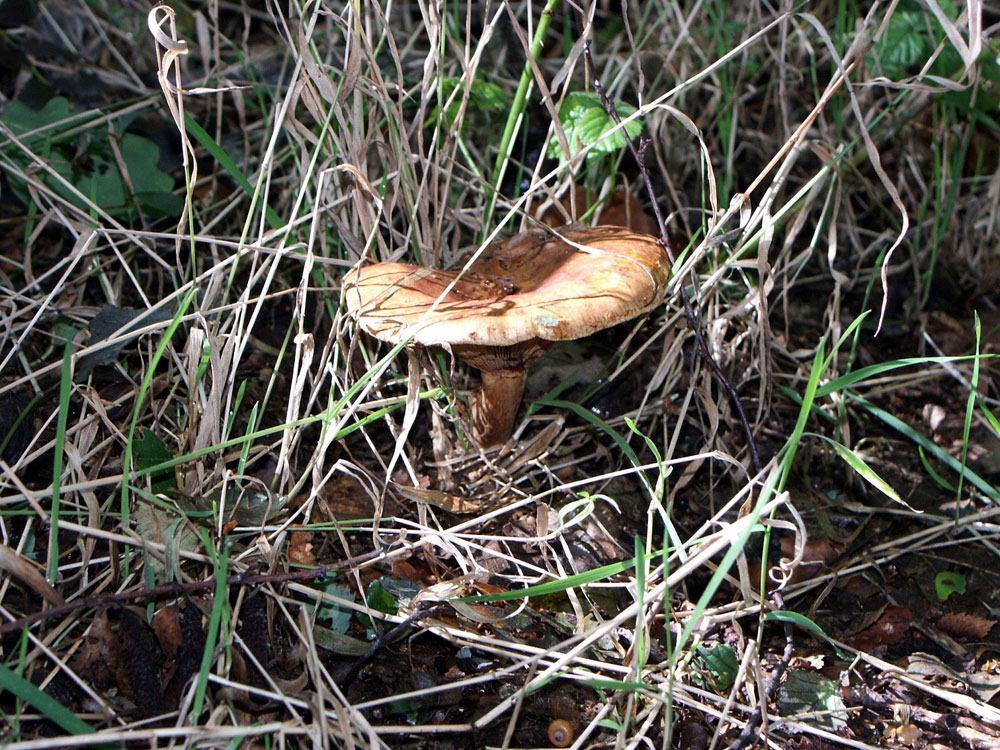 tawny-funnel-cap-taken-by-keith-scott_51644881585_o