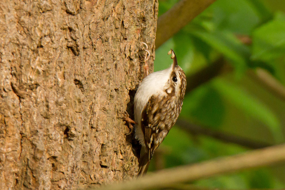treecreeper-2_48140436392_o