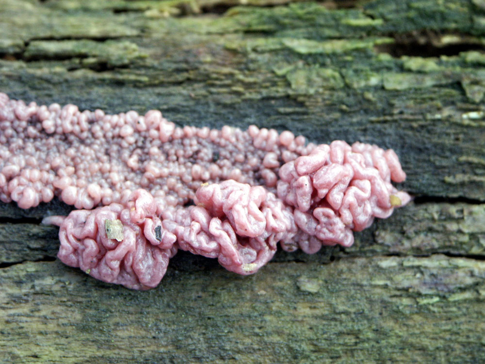 tremella-foliacea–taken-by-keith-scott_51644881530_o