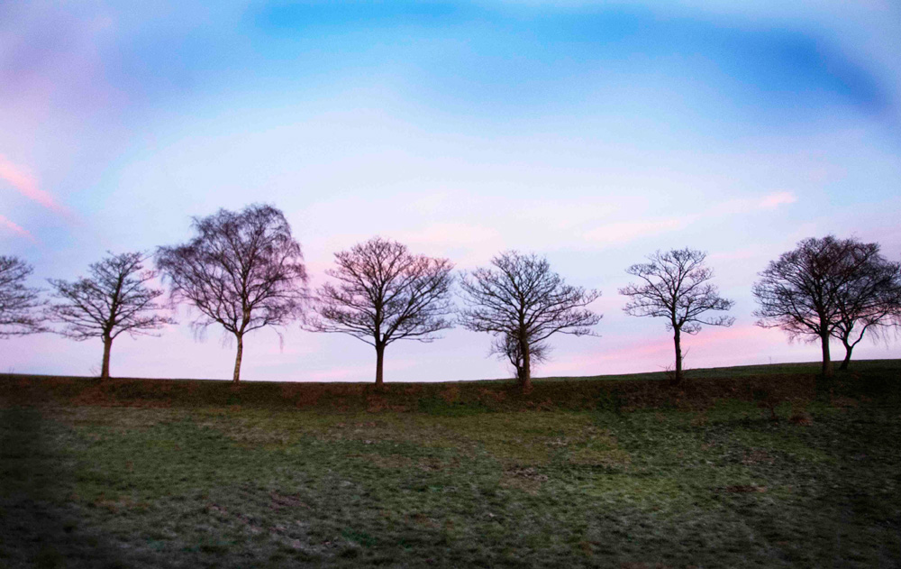 x-trees-at-sunrise-by-melanie-bruzzese_10908570064_o