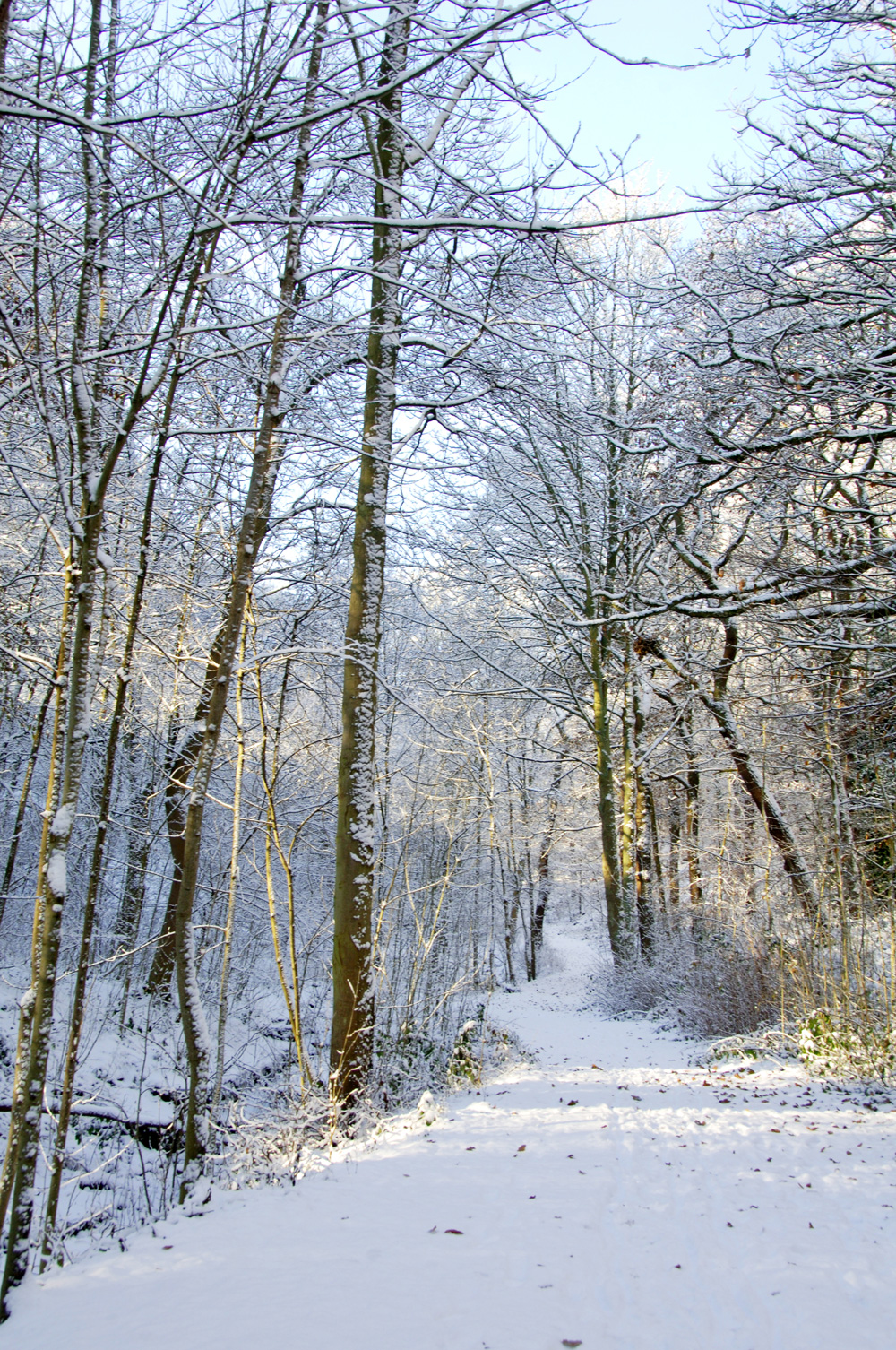y-winter-wonderland_10908693383_o