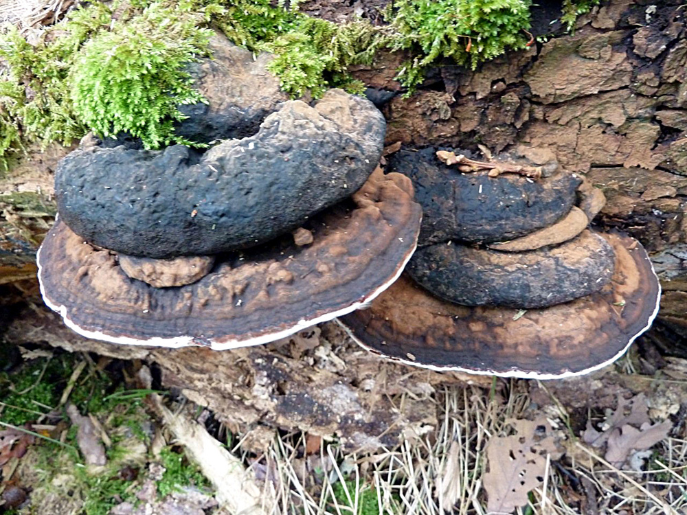 z1-artists-fungus-ganoderma-applanatum-taken-by-joan-newman-jpg_10908483044_o